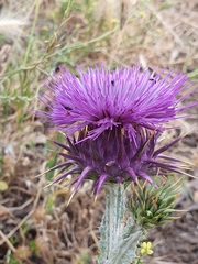 Onopordum macracanthum
