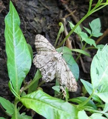 Hypomecis punctinalis