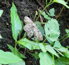 Hypomecis punctinalis