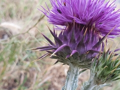 Onopordum macracanthum