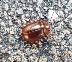 Chrysolina staphylaea