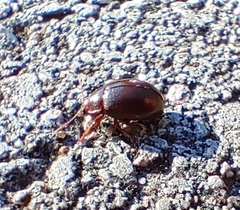 Chrysolina staphylaea