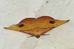 Hypochrosis flavifusata
