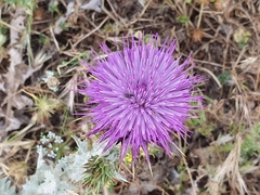 Onopordum macracanthum