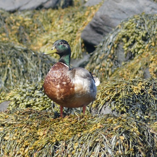 Mallard photographed in Maine