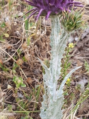 Onopordum macracanthum