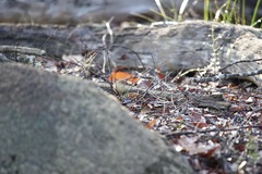 Acanthiza inornata