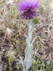 Onopordum macracanthum