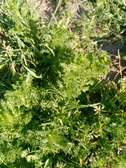 Matricaria discoidea