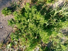 Matricaria discoidea