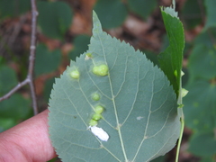 Didymomyia tiliacea