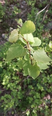 Populus tremula