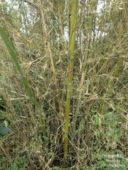 Bambusa multiplex