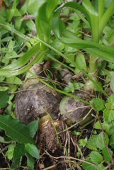 Albuca virens image