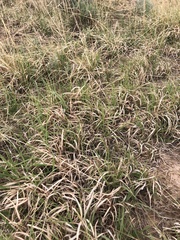 Bouteloua dactyloides