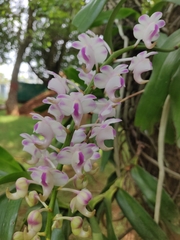 Aerides odorata