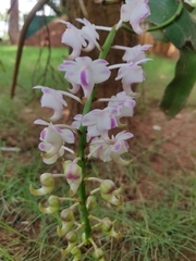 Aerides odorata