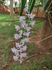 Aerides odorata
