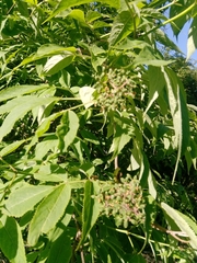 Sambucus racemosa