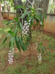 Aerides odorata