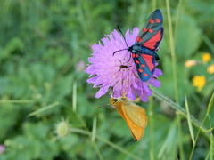 Ochlodes sylvanus