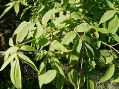 Sambucus racemosa