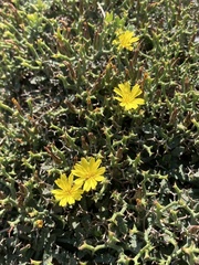 Launaea cervicornis