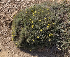 Launaea cervicornis