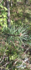Pinus sylvestris