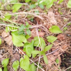 Maianthemum bifolium
