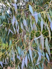 Eucalyptus