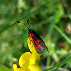 Zygaena oxytropis