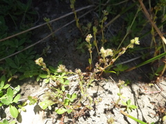 Plagiobothrys bracteatus