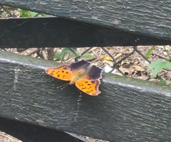 Polygonia interrogationis