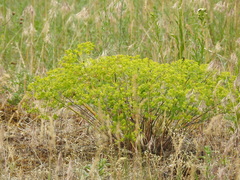 Euphorbia seguieriana