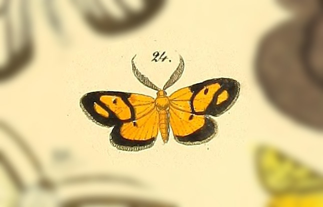 Cyclomia minor