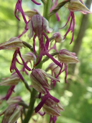 Orchis × spuria