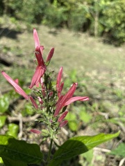 Dianthera secunda