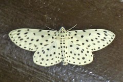 Antipercnia belluaria