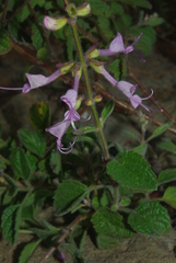 Syncolostemon canescens