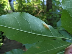 Puccinia sparganioidis