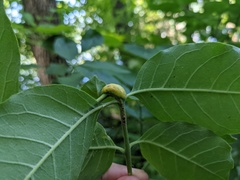 Puccinia sparganioidis