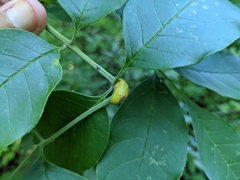 Puccinia sparganioidis
