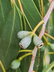Eucalyptus
