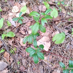 Vaccinium vitis-idaea