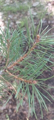 Pinus sylvestris