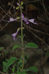 Syncolostemon canescens