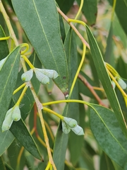 Eucalyptus