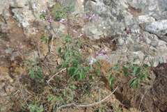 Syncolostemon canescens
