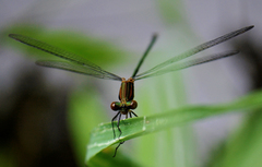 Lestes inaequalis
